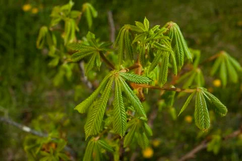 Young chestnut Stock Photos