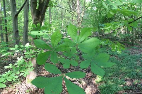 Young Chestnut Stock Photos
