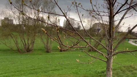 The young chestnut tree was transformed after the spring rain Stock Footage 240895248