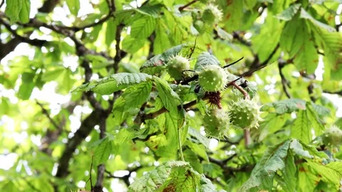 Young chestnuts on a chestnut tree video Stock Footage 249119097
