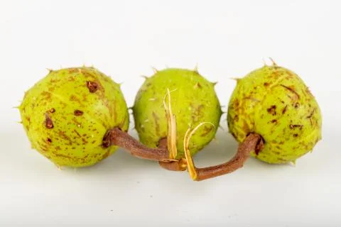 Young chestnuts on a white table. Chestnut fruit in shell. Stock Photos