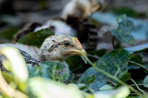 Young Chick Exploring Nature Closeup Stock Photos