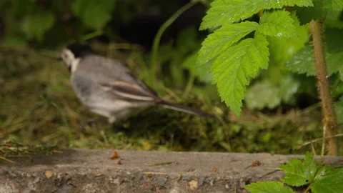 Young chick looking for insects Stock Footage 156715378