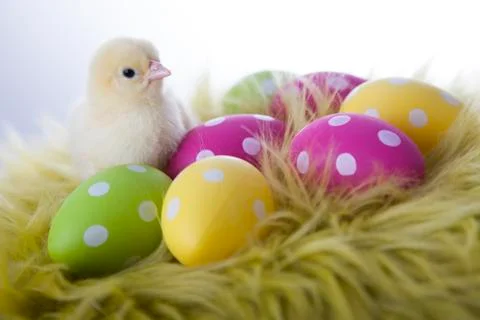 Young chicken and easter eggs on soft background Stock Photos