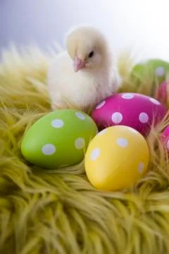 Young chicken and easter eggs on soft background Stock Photos