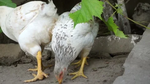 Young chicken broiler close up looking into the camera lens. Stock-Footage 186650458