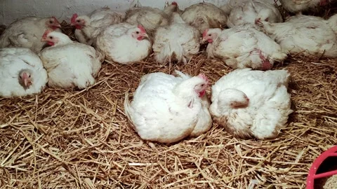 Young chicken broilers. Environment for breeding poultry. Stock-Footage 159905343