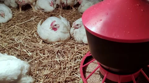 Young chicken broilers. Environment for breeding poultry. Stock-Footage 159905374