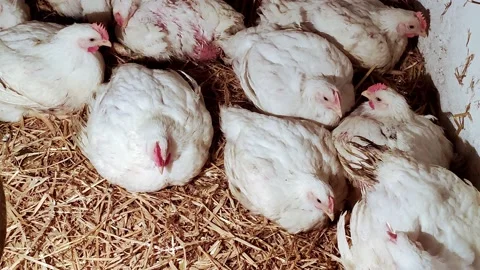 Young chicken broilers. Environment for breeding poultry. Stock-Footage 159905675