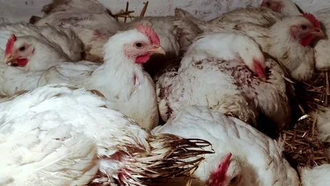 Young chicken broilers. Environment for breeding poultry. Stock Footage 159905907