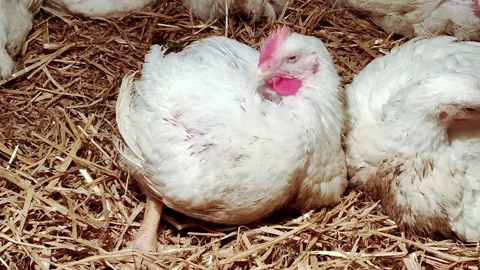 Young chicken broilers. Environment for breeding poultry. Stock-Footage 159905986