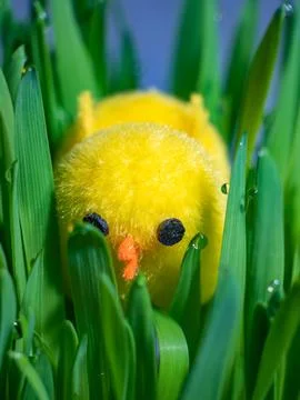 Young chicken chick toy among thickets of green vegetation Foto stock