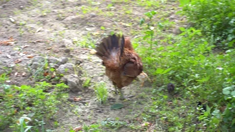 Young Chicken With Chicks Stock Footage 96634925