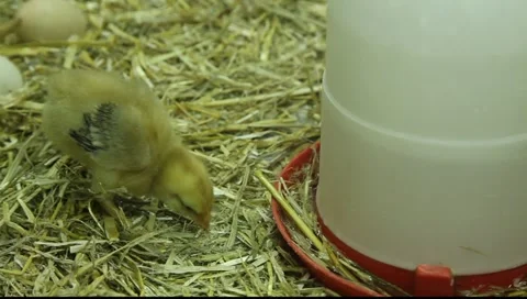 Young chicken chicks in hatchery Stockbeeldmateriaal 10818278