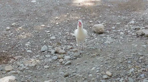 Young chicken close up Stock Footage 67587990