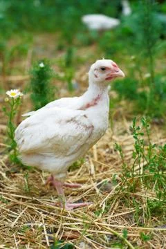 Young chicken on a grass Foto stock