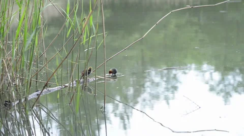 Young chicken on the lake 動画素材 36148363