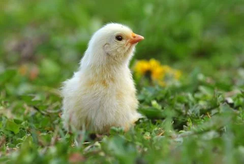 Young chicken Foto stock