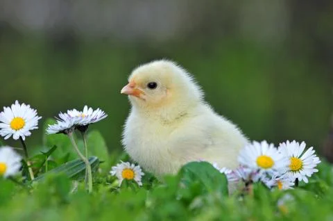 Young chicken Stock Photos