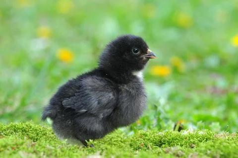 Young chicken Stock Photos