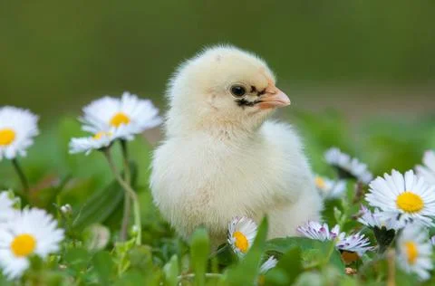 Young chicken Stock Photos