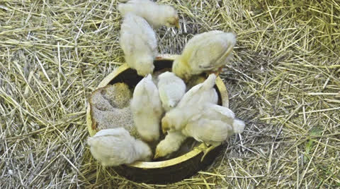 Young chicken picking on bread in a bowl Stock Footage 23626929