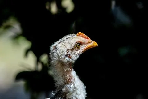 Young Chicken Portrait in Dramatic Lighting Stock Photos