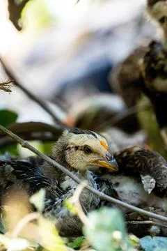 Young Chicken Portrait in Dramatic Lighting. Tiny Chick Exploring the Wild .. Stock Photos