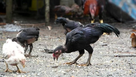 Young Chickens And Chicks Foraging On Ground In Rural Farm 4K Stock Footage 322148094