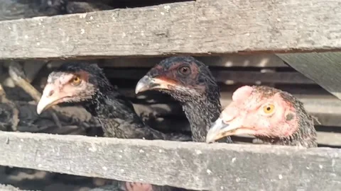 Young chickens are gathering in the coop Stock Footage 219906588