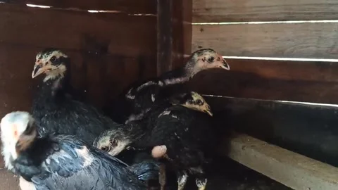 Young chickens are gathering in the coop Stock Footage 219906594