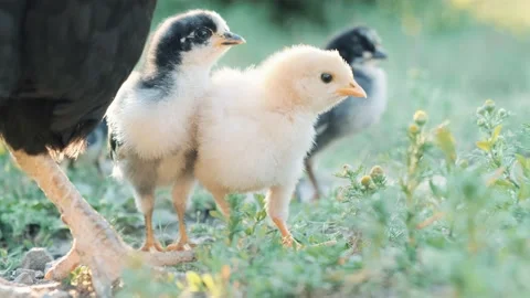 Young chickens are walking in the yard Stock Footage 159745973