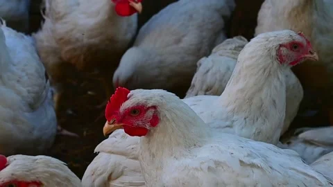 Young chickens broilers. Day, outdoors, horizontal Stock-Footage 157633941
