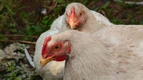 Young chickens broilers. Day, outdoors. 動画素材 163659702