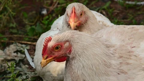 Young chickens broilers. Day, outdoors. Stock-Footage 163925805