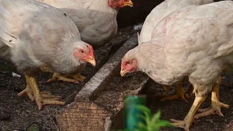 Young chickens broilers. Day, outdoors. Stock-Footage 163925815