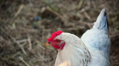 Young chickens broilers. Day, outdoors. Stock-Footage 163925817