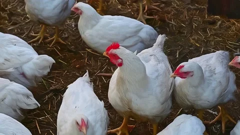 Young chickens broilers. Stock-Footage 157357198