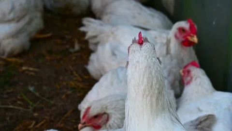 Young chickens broilers. Stock-Footage 157435499