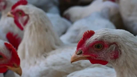 Young chickens broilers. Stock-Footage 157435518