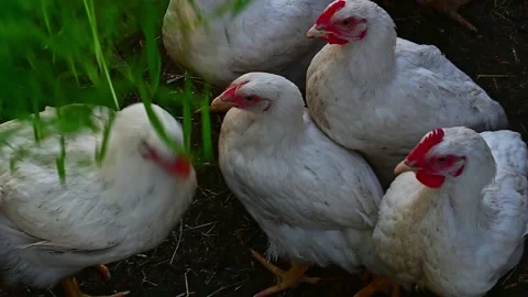 Young chickens broilers. Stock Footage 157435557