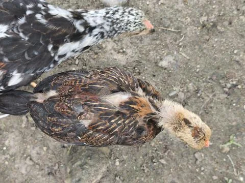 Young Chickens with Distinct Feather Patterns Foraging on Dirt Ground Foto stock