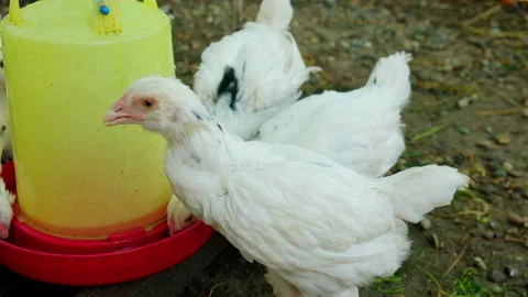 Young Chickens drinking water from a drinking trough, summer day, home farm Stock Footage 167992824