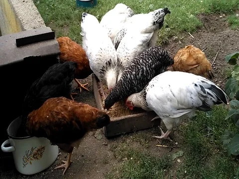 Young chickens eating in the backyard Stock Footage 80715984