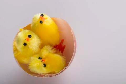 Young chickens in egg's shell Stock Photos