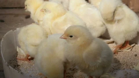 Young chickens Stock Footage 10841832