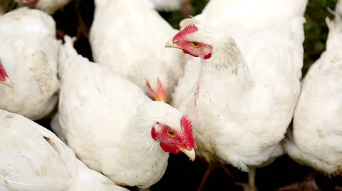 Young chickens Stock Footage 52197594