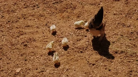 Young chickens Stock Footage 137655021