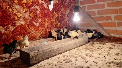Young chickens huddled together under a heat lamp for warmth against cold Stock Footage 276306324