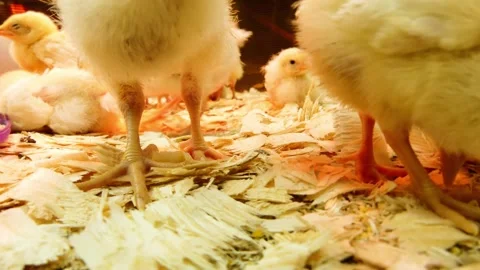 Young chickens in the illuminated incubator. Stock Footage 154520719